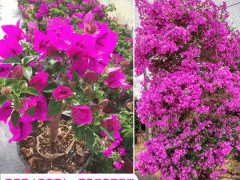 云南三角梅小苗批發(fā)_昆明三角梅花期-芊蕁三角梅基地圖1