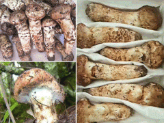產(chǎn)地松茸是如何分級別的_云南松茸農(nóng)戶批發(fā)(附價(jià)格表)圖2