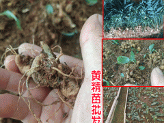 云南滇黃精種植&云南滇黃精苗銷售_優(yōu)質滇黃精苗圖1