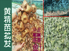 云南滇黃精種植&云南滇黃精苗銷售_優(yōu)質滇黃精苗圖2