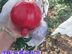 大果黑籽甜石榴苗_2018新黑仔甜石榴苗圖1