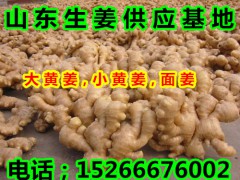 山東生姜多錢一斤批發(fā)，山東省大黃姜基地批發(fā)價格圖1