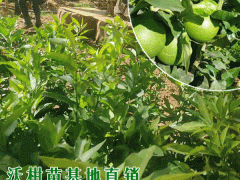 云南賓川沃柑苗品種介紹圖1