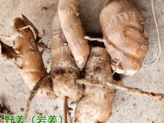 什么是野姜?圖1