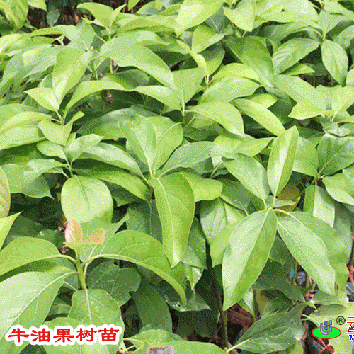 那里有牛油果樹(shù)苗&牛油果要怎么種植盆栽&牛油果幾年結(jié)果?