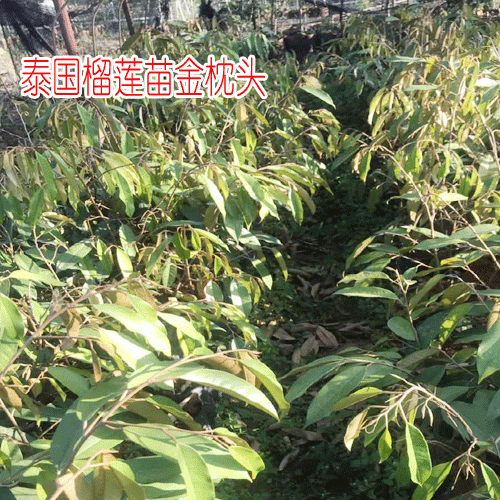 泰國榴蓮苗金枕頭