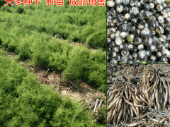 大天冬生長(zhǎng)條件_云南大天冬的種植前景(年需求量600萬(wàn))圖1
