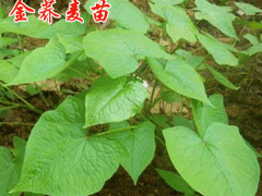 金蕎麥種植多久可以收?哪里有種苗銷售圖2
