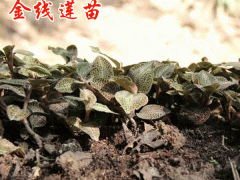 金線蓮種苗哪里有賣(mài)?_金線蓮苗批發(fā)_金線蓮種植周期圖1