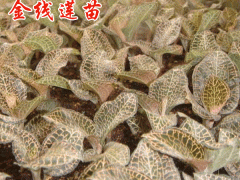 金線蓮種苗哪里有賣(mài)?_金線蓮苗批發(fā)_金線蓮種植周期圖2