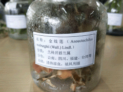 金線蓮種苗哪里有賣(mài)?_金線蓮苗批發(fā)_金線蓮種植周期圖3