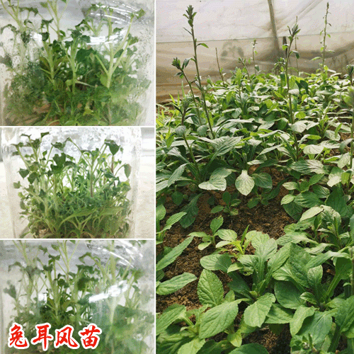 杏香兔耳風(fēng)苗(杏香兔耳苗)_ 兔耳風(fēng)苗銷(xiāo)售公司