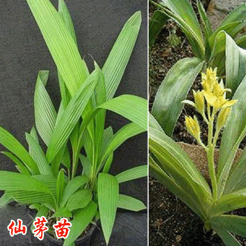 仙茅苗價(jià)格__仙茅苗哪里有賣_仙茅苗如何栽培?