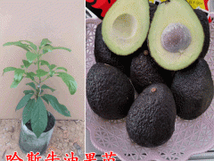 哈斯牛油果苗_云南元江牛油果苗圖1