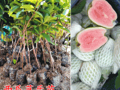 西瓜芭樂苗_西瓜芭樂什么時候結(jié)果圖2