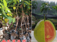 西瓜芭樂苗_西瓜芭樂什么時候結(jié)果圖3