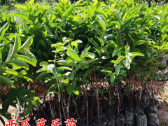 西瓜芭樂(lè)苗價(jià)格_西瓜芭樂(lè)苗多少錢(qián)一株圖2