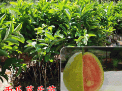 西瓜芭樂(lè)苗價(jià)格_西瓜芭樂(lè)苗多少錢(qián)一株圖3