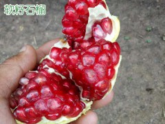 云南大理州賓川縣軟籽石榴多少錢一棵?圖1