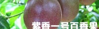 百香果苗怎樣種?_百香果苗種植場(chǎng)