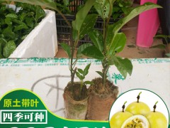 百香果小苗價格多少錢?種類類別參考價格起訂數(shù)量圖3