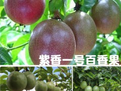 百香果小苗價格多少錢?種類類別參考價格起訂數(shù)量圖1