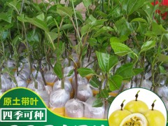 百香果裸根育苗技術(shù)圖1