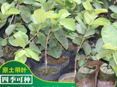 番石榴苗基地批發(fā)_番石榴苗批發(fā)價格圖2