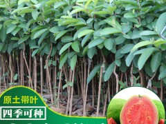 番石榴苗基地批發(fā)_番石榴苗批發(fā)價格圖3