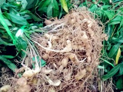 云南黃精苗價(jià)格-昆明滇黃精種苗銷售圖2