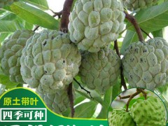 鳳梨釋迦果樹苗_鳳梨釋迦果樹苗多少錢一棵圖1
