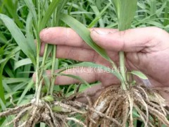 昆明白芨苗-紫花三叉白芨種苗—云南優(yōu)質(zhì)白芨苗供應圖2