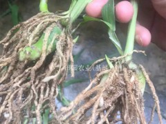 昆明白芨苗-紫花三叉白芨種苗—云南優(yōu)質(zhì)白芨苗供應圖3