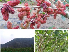 果桑樹苗種類哪個好?果桑苗_果桑的藥用價值圖1