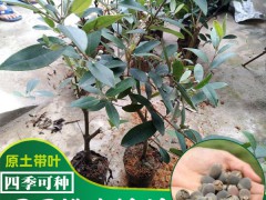 捻子樹(shù)苗怎么栽培?捻子樹(shù)苗多少錢一株?圖2
