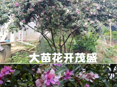 捻子樹(shù)苗怎么栽培?捻子樹(shù)苗多少錢一株?圖3