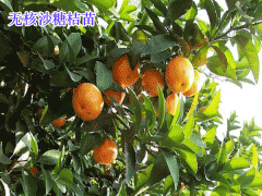 砂糖柑苗多少錢(qián)一株?_云南玉溪沙糖桔苗價(jià)錢(qián)圖2