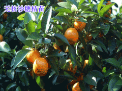 砂糖柑苗多少錢(qián)一株?_云南玉溪沙糖桔苗價(jià)錢(qián)圖3