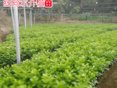 紐荷爾臍橙種植技術(shù)方面圖1
