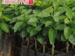 云南臍橙苗如何種植?圖2