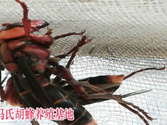 2019年4月28日云南,廣西胡蜂多少一斤,價(jià)格行情動(dòng)態(tài)圖2