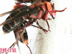 云南胡蜂養(yǎng)殖基地招收學(xué)員,圖2