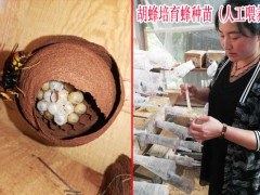 云南胡蜂養(yǎng)殖基地招收學(xué)員,圖1