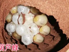 胡蜂有什么功效與作用圖1