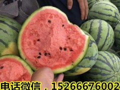 山東薄皮京欣西價格行情圖1