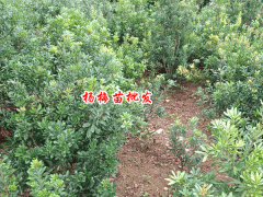 賓川楊梅苗怎么種植?圖1