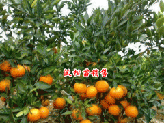 云南,四川沃柑苗價(jià)格是多少?圖2