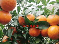 云南,四川沃柑苗價(jià)格是多少?圖3