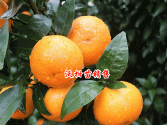2019年5月6日文山州丘北縣沃柑苗多少錢一棵圖1