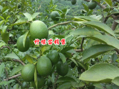 檸檬種子的種植方法是什么？2019年每斤多少錢？圖3